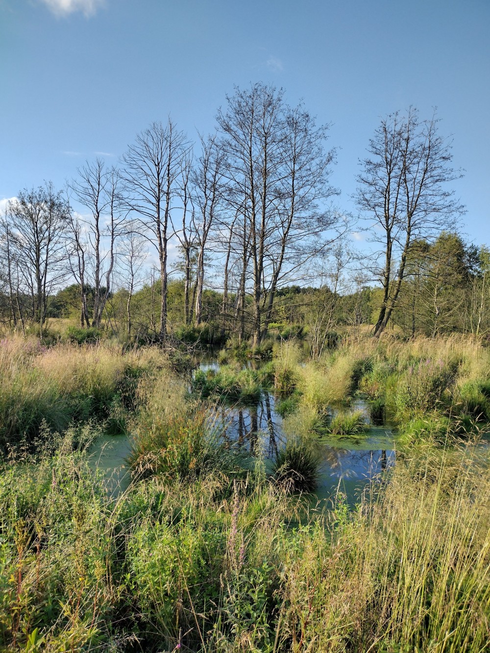 Mokradła nad Zimną Wodą